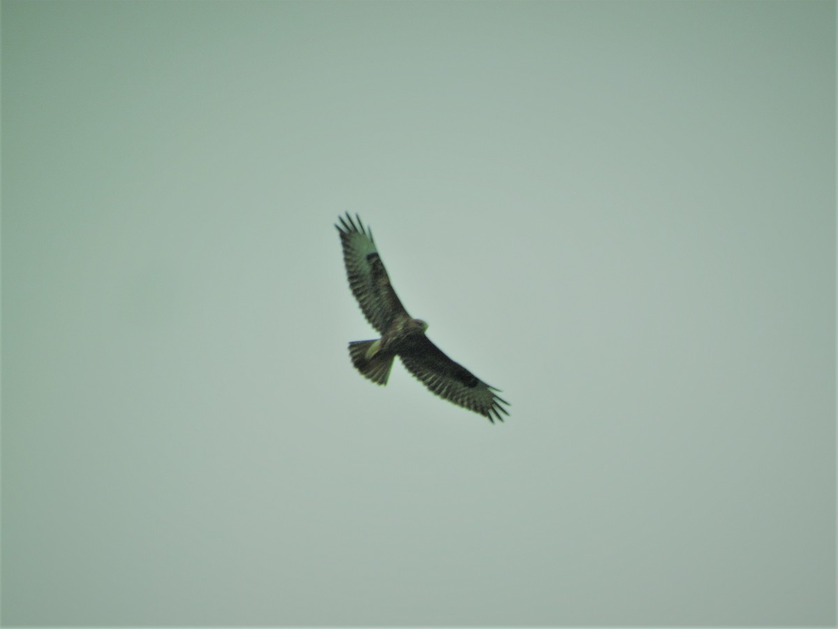 Common Buzzard - Mujeeb PM