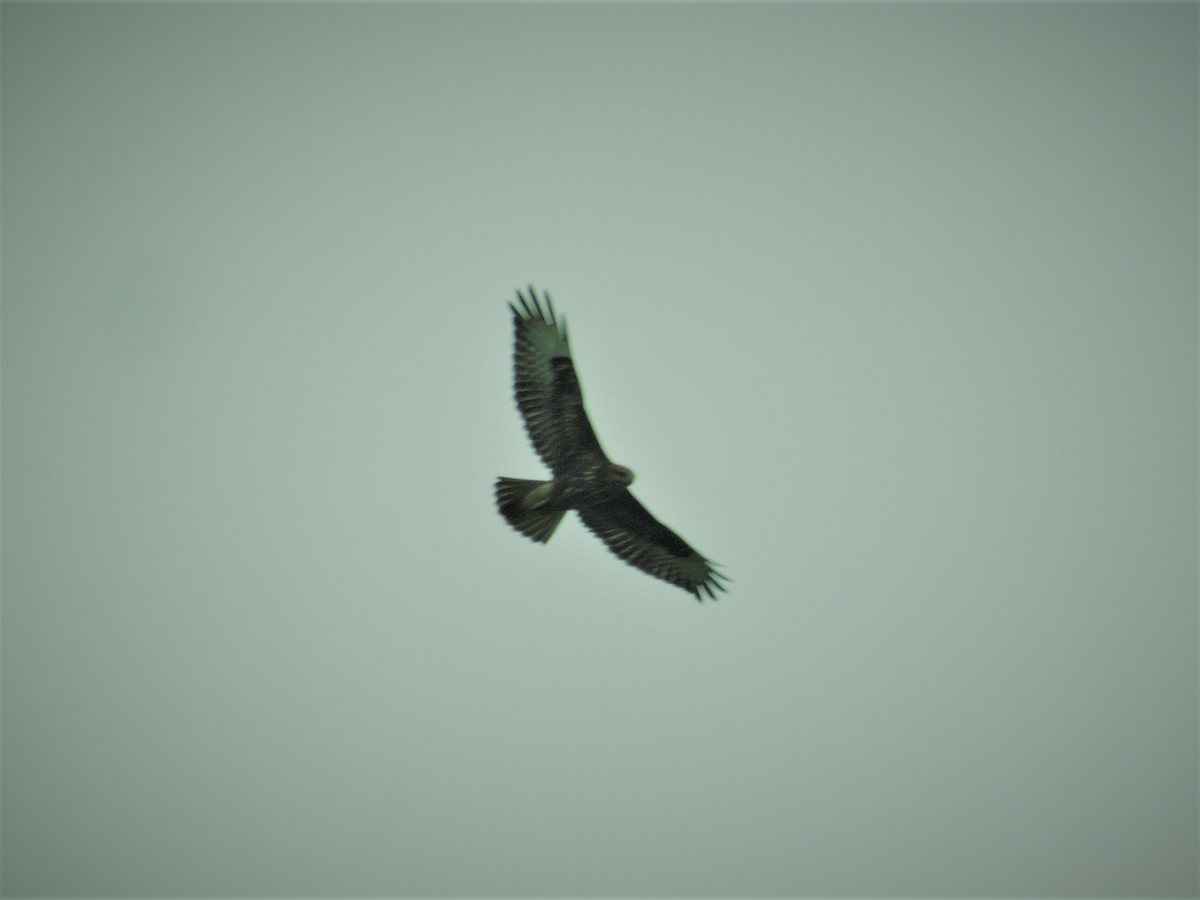 Common Buzzard - ML70453121