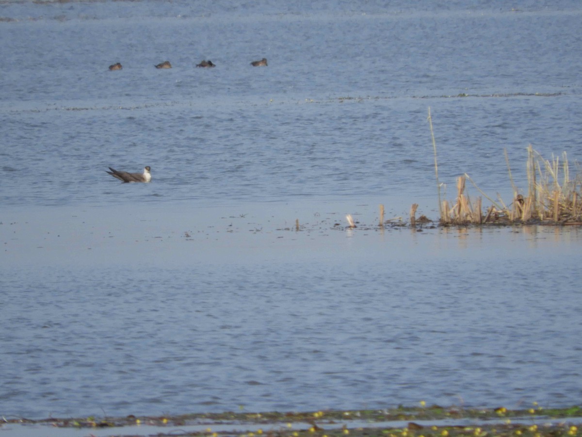 Parasitic Jaeger - ML70454531