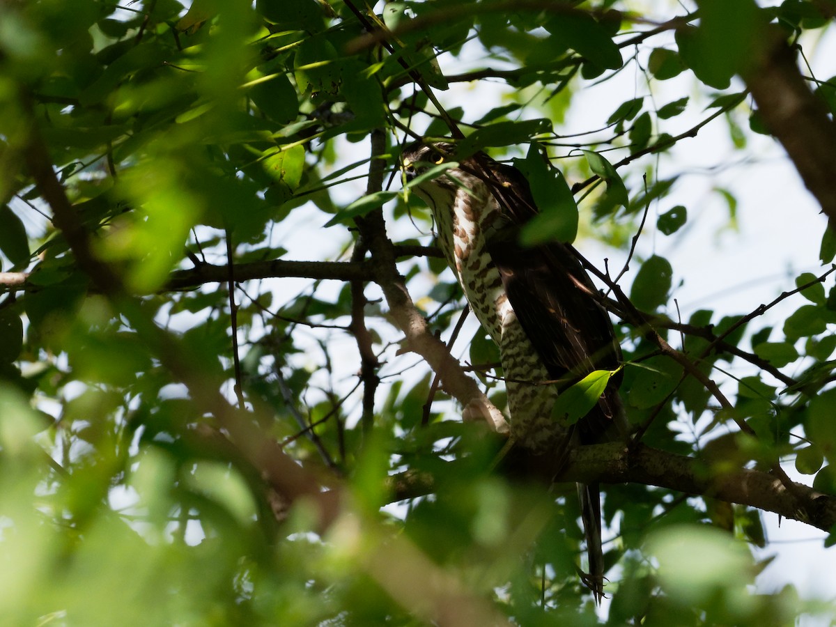 Japanese Sparrowhawk - ML70455651