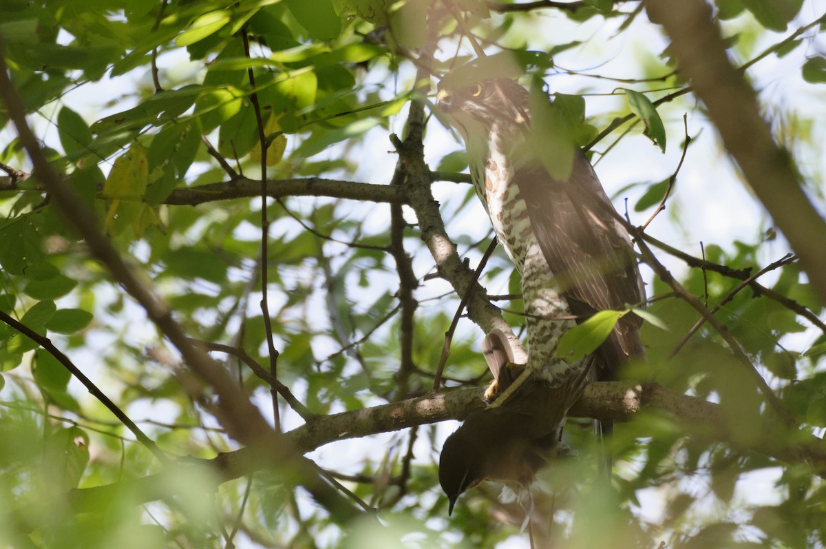 Japanese Sparrowhawk - ML70455711