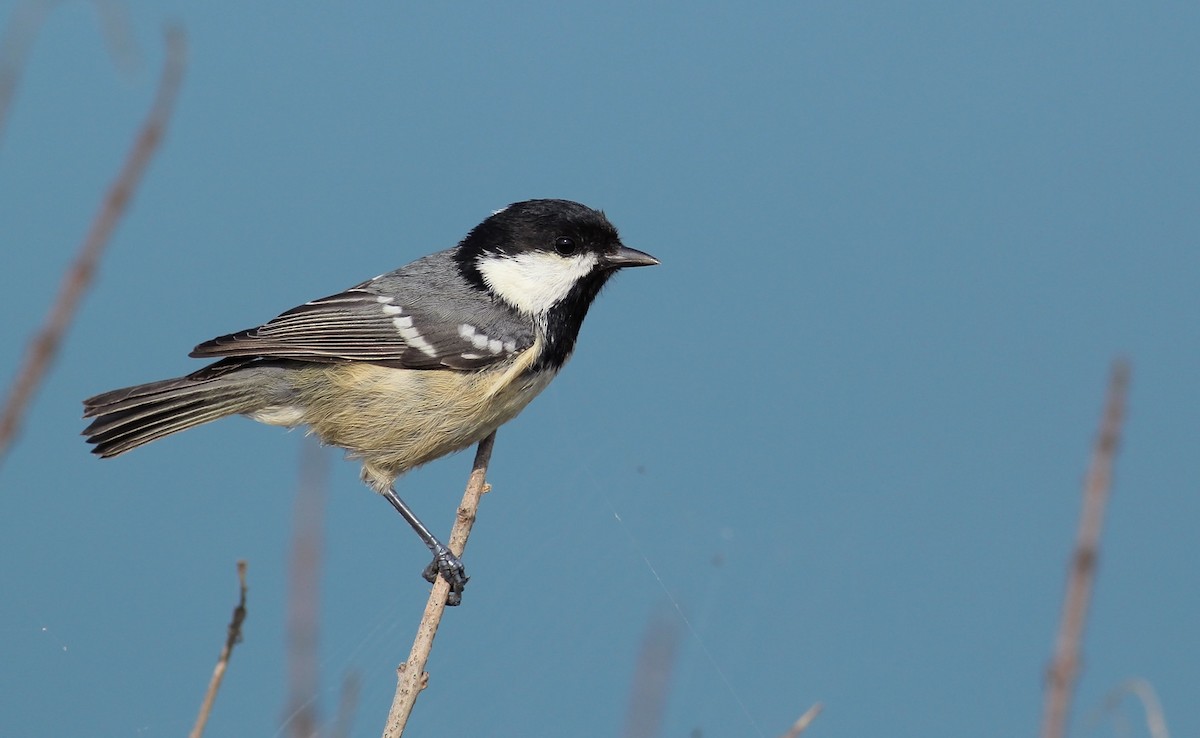 Coal Tit - Adrien Mauss