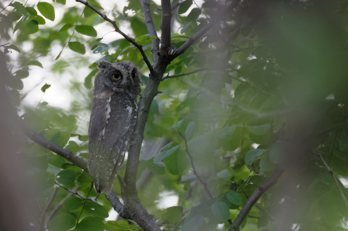 Oriental Scops-Owl - ML70455861