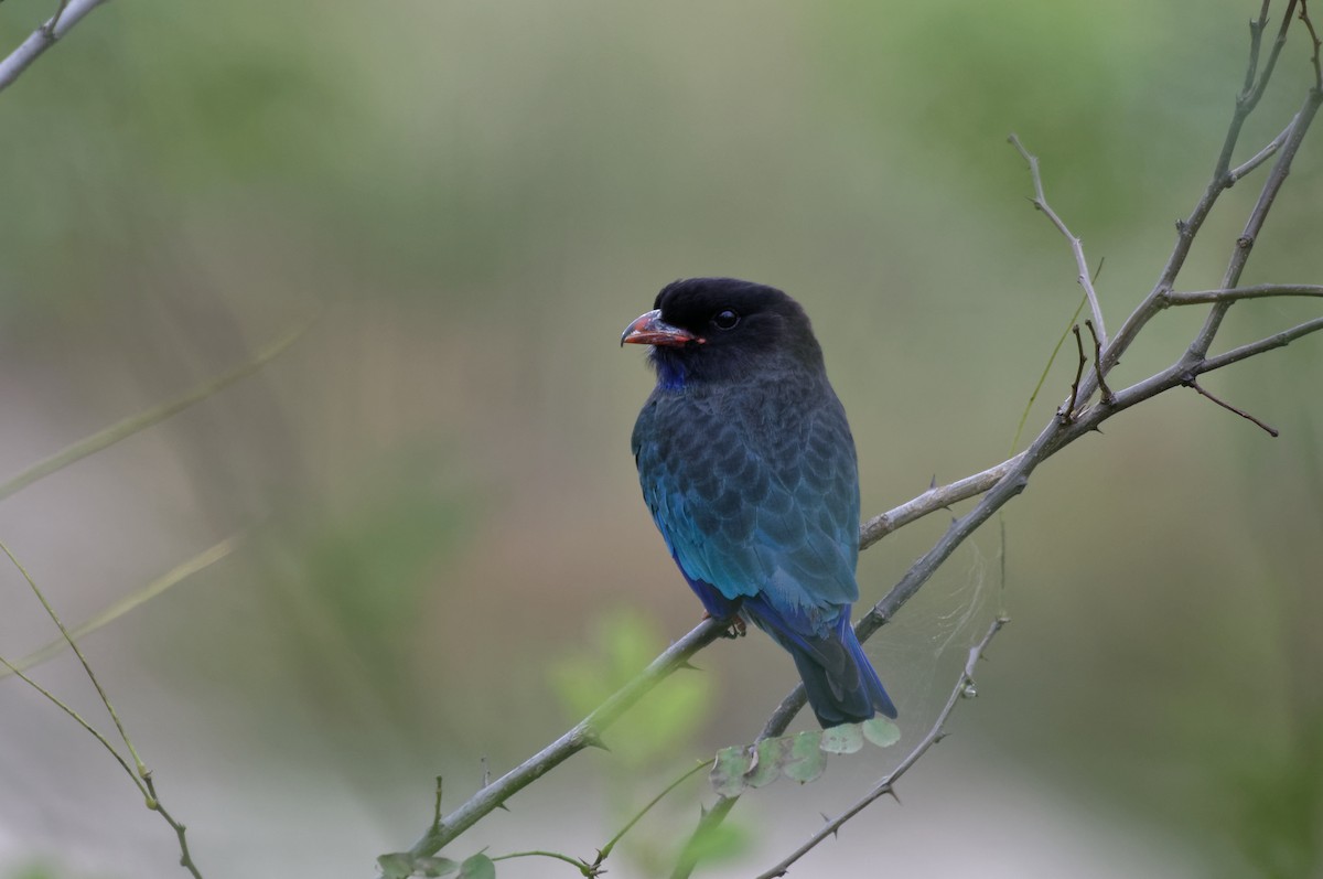 Dollarbird - ML70455911