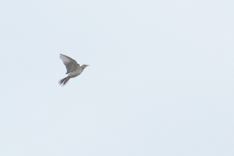 Richard's Pipit - ML70455931