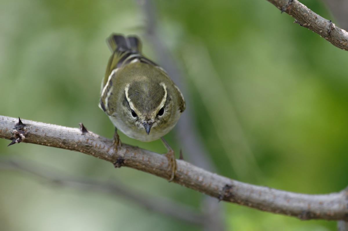 Yellow-browed Warbler - Vincent Wang