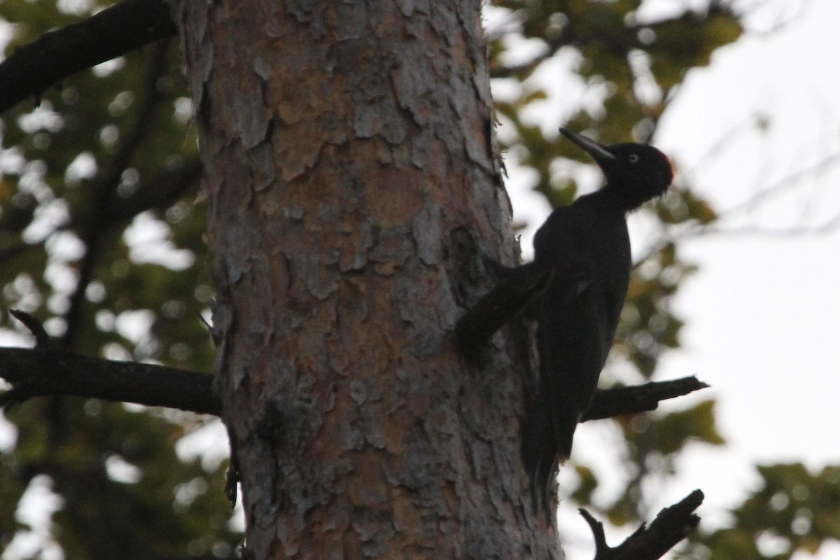 Black Woodpecker - ML704560