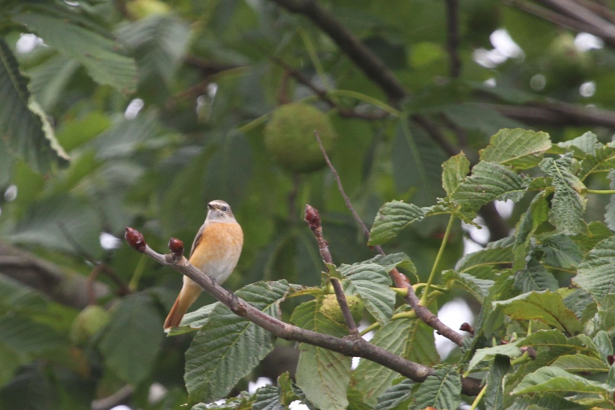 Common Redstart - ML704561