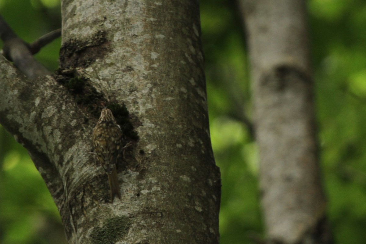 Eurasian Treecreeper - ML704562