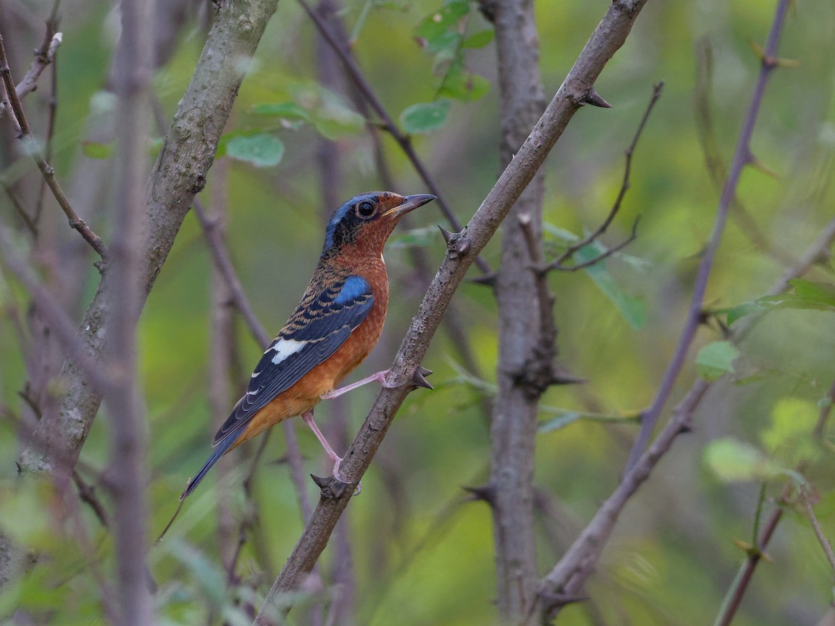 White-throated Rock-Thrush - ML70456441