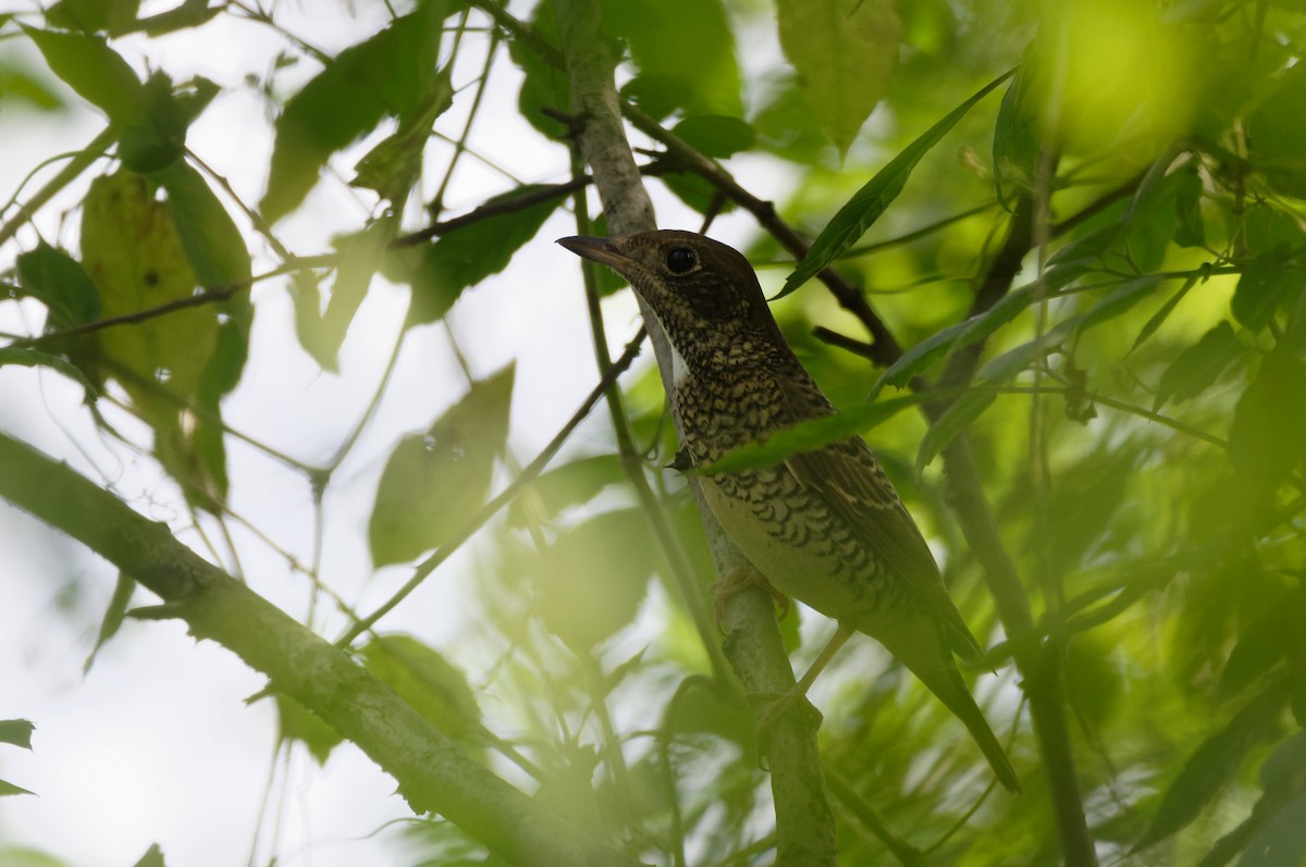 White-throated Rock-Thrush - ML70456501