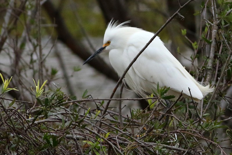 Aigrette neigeuse - ML70456511