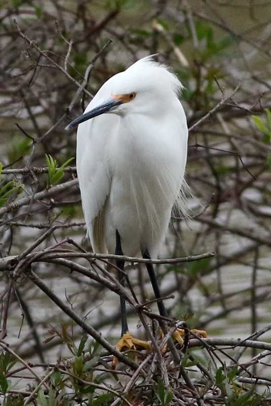 Snowy Egret - ML70456521