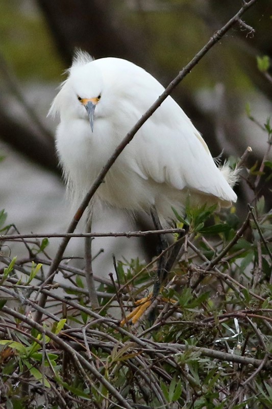 Snowy Egret - ML70456531