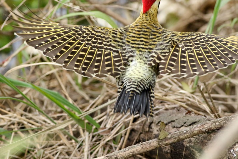 Green-barred Woodpecker - ML70456641