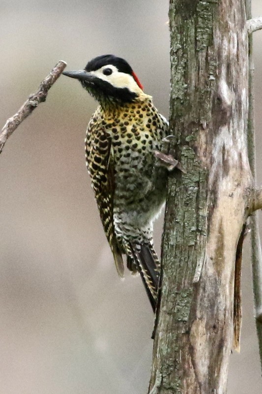 Green-barred Woodpecker - ML70456651