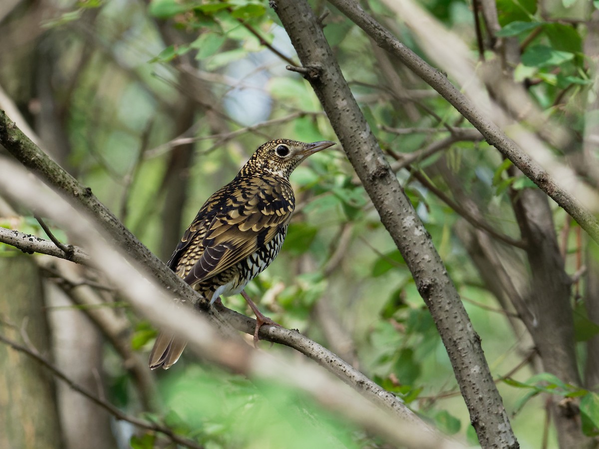 White's Thrush - ML70456681