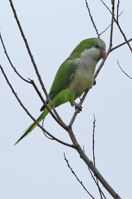 Monk Parakeet - ML70456701