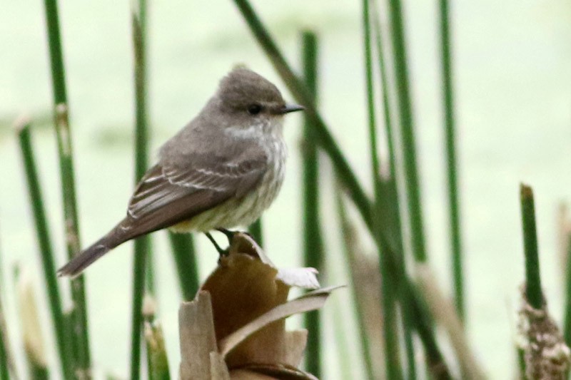 Vermilion Flycatcher - ML70456731