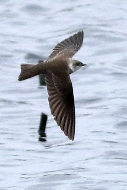 Brown-chested Martin - ML70456761