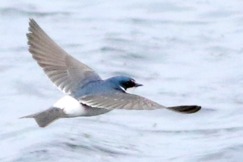 White-rumped Swallow - ML70456771