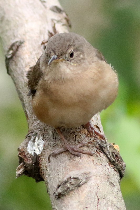 House Wren - ML70456801