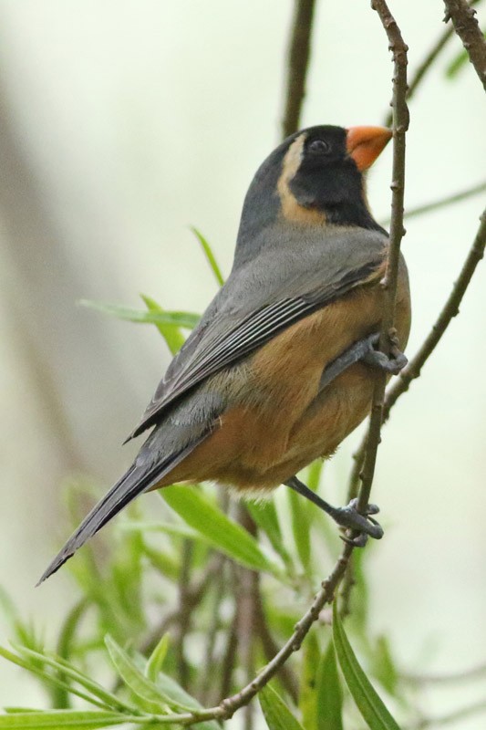 Saltator à bec orange - ML70456821