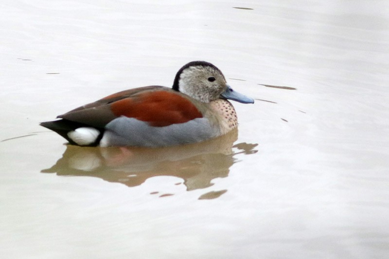 Ringed Teal - ML70456831