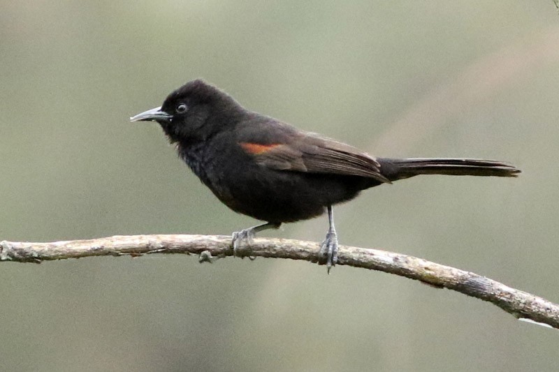 Variable Oriole - ML70456861