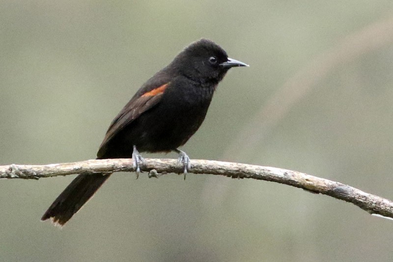 Oriole variable - ML70456871