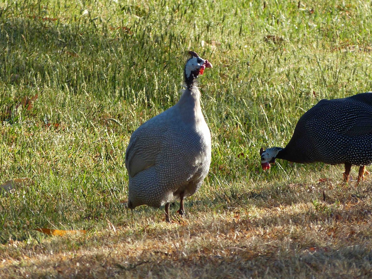 Helmeted Guineafowl (Domestic type) - David Vickers