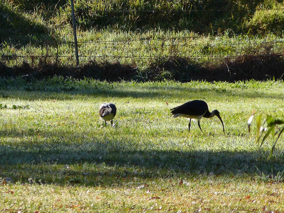 Straw-necked Ibis - ML70457121