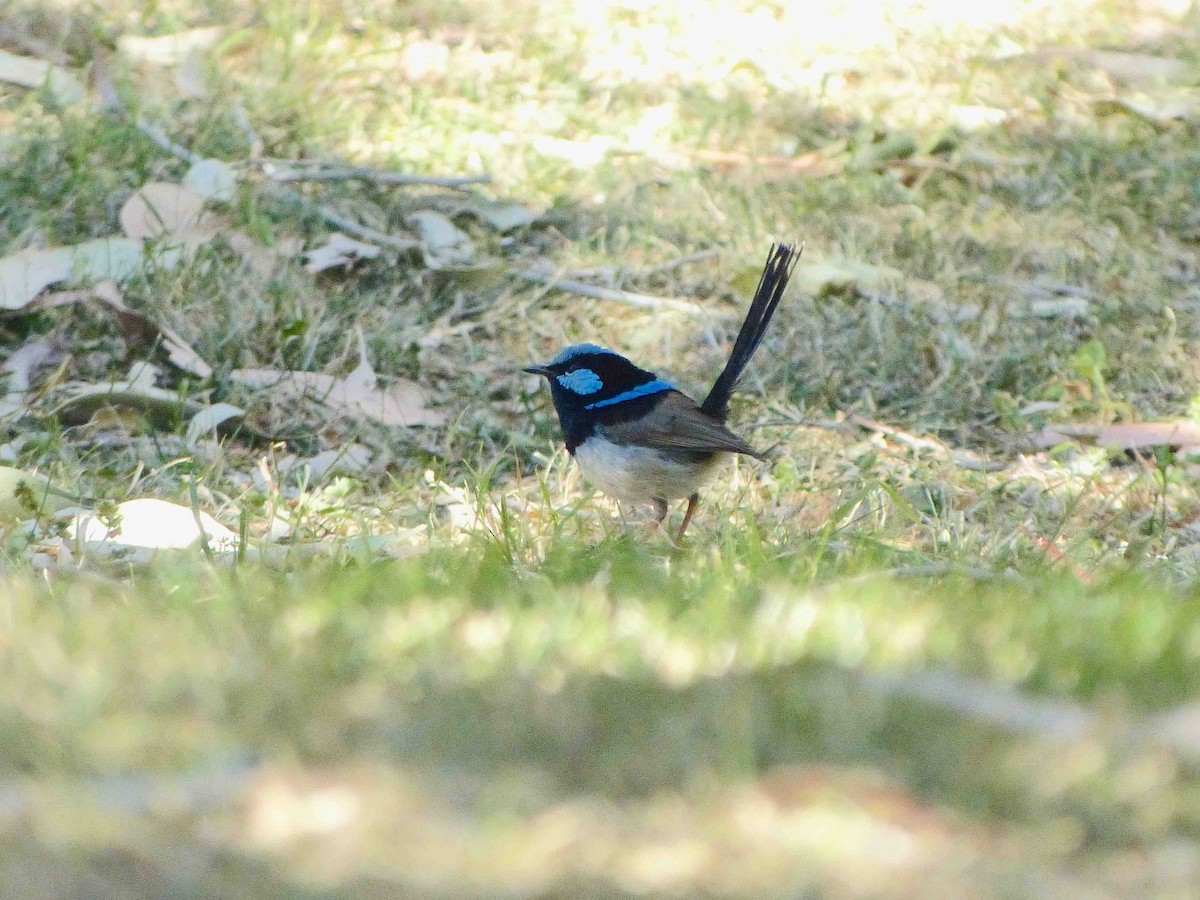 Superb Fairywren - David Vickers