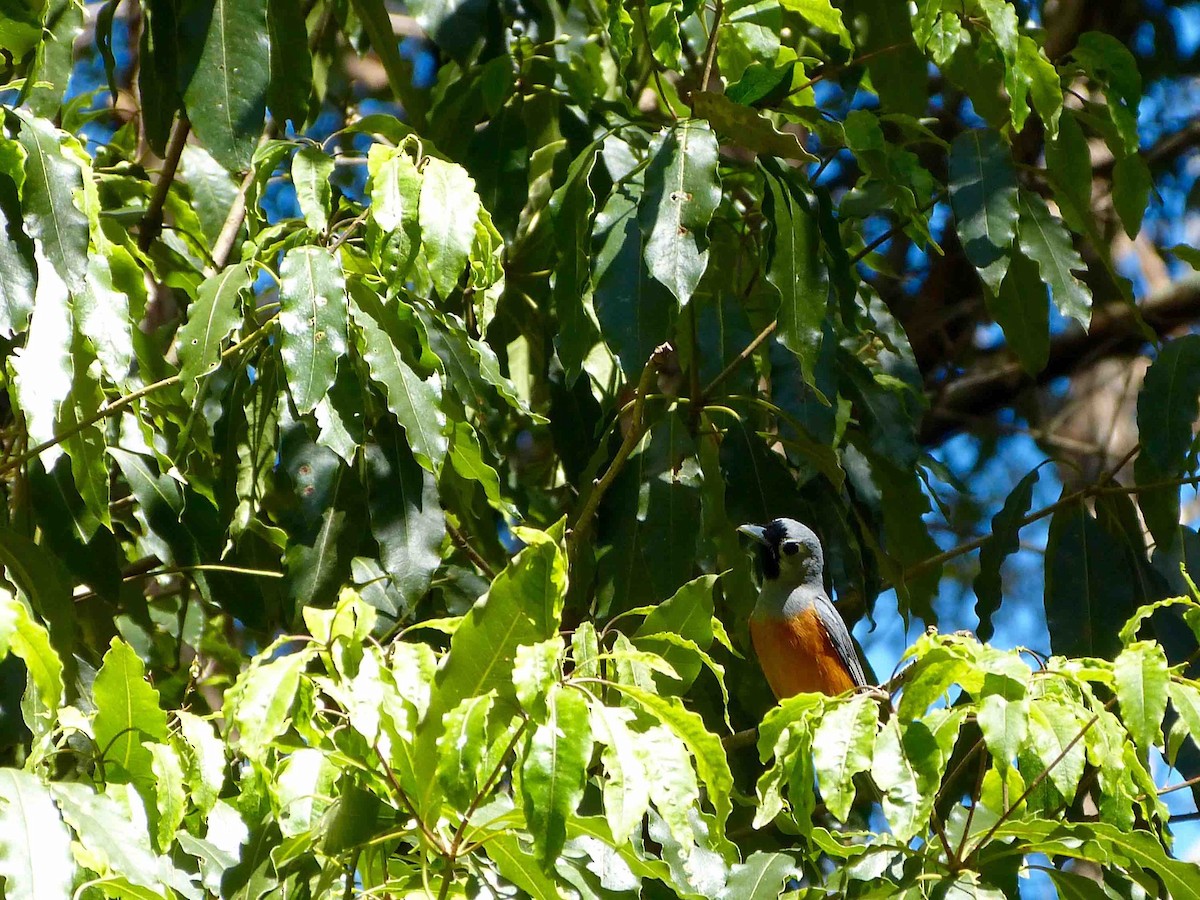 Black-faced Monarch - ML70457291