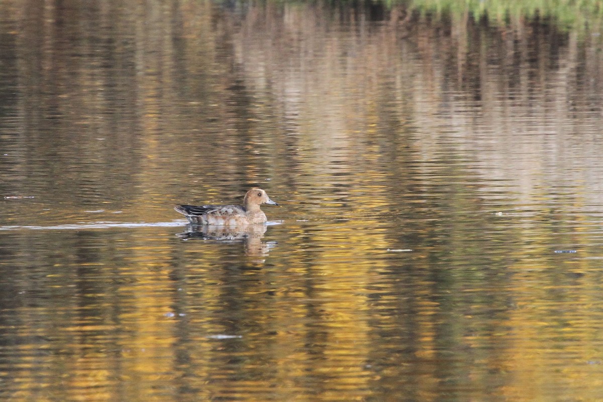 Eurasian Wigeon - ML704574