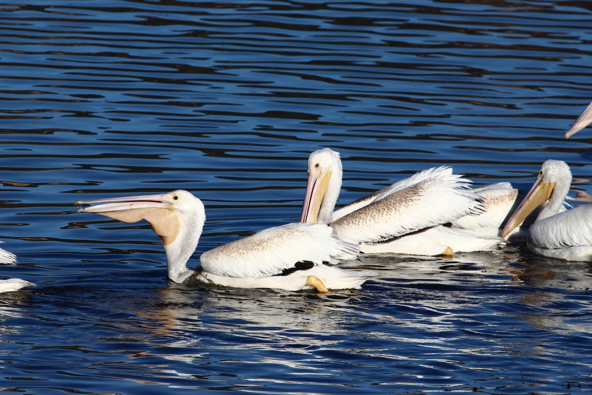 pelikán severoamerický - ML70459631