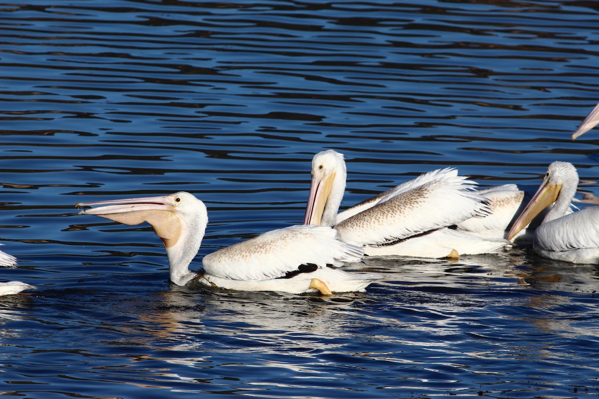 American White Pelican - ML70459631