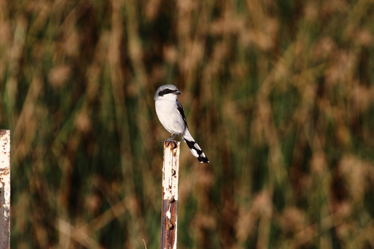 Pie-grièche migratrice - ML70460131