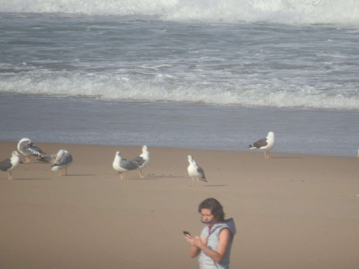 Lesser Black-backed Gull - ML70460531