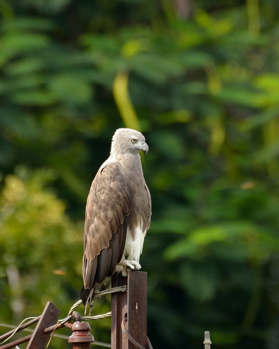 Lesser Fish-Eagle - Sanjay Malik