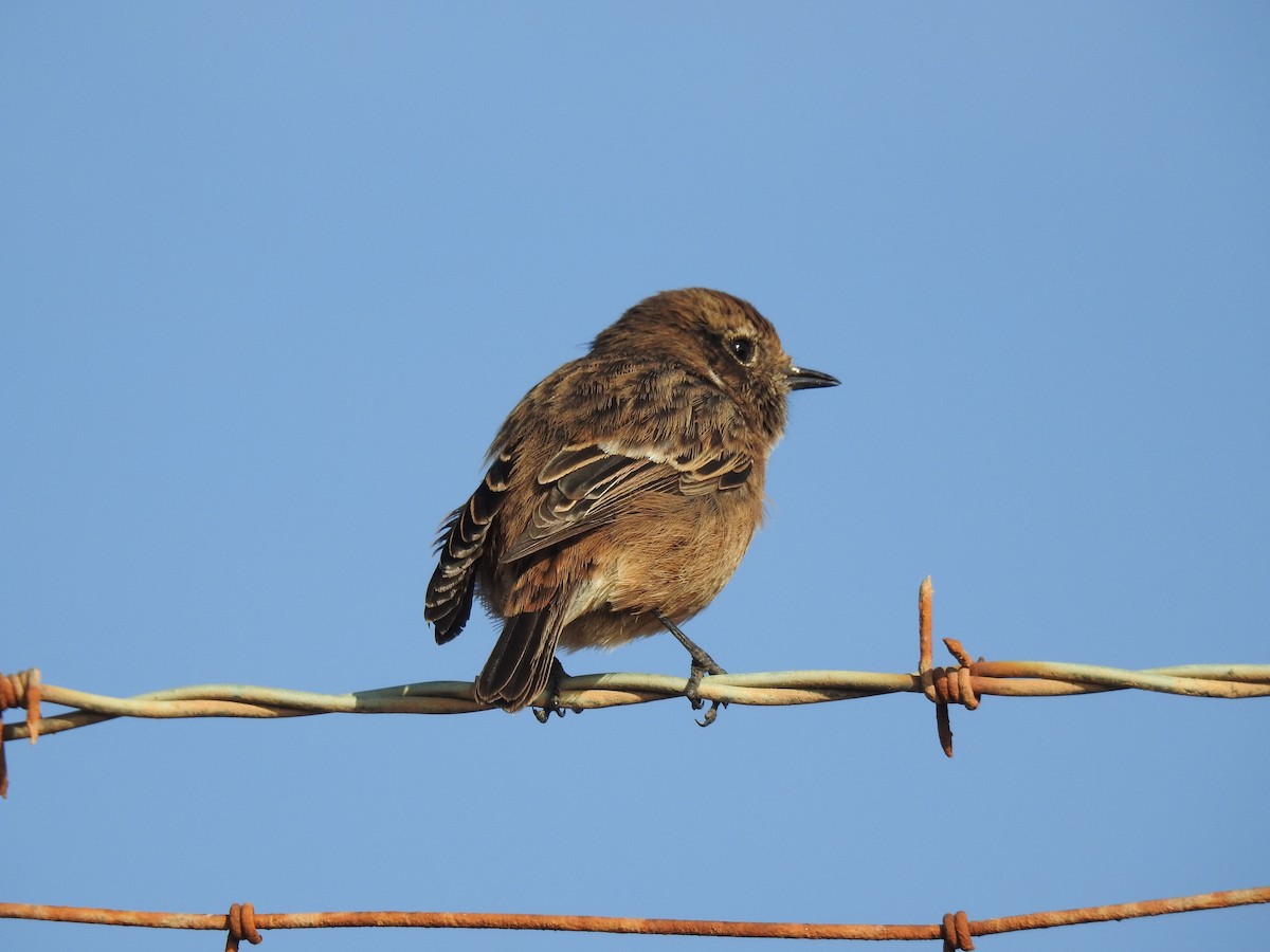 European Stonechat - ML70461211