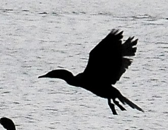 Neotropic Cormorant - Kurt Hennige