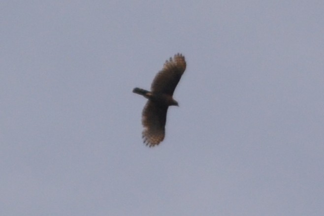 Sulawesi Honey-buzzard - ML70463411