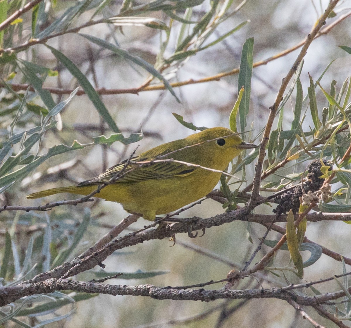 Paruline jaune - ML70463421