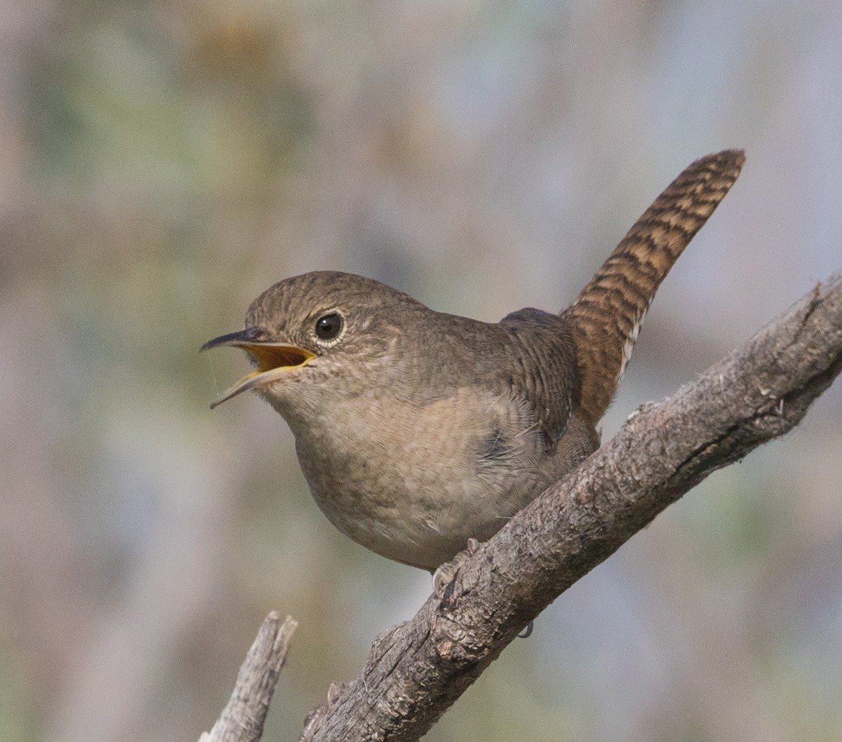 House Wren - ML70463681