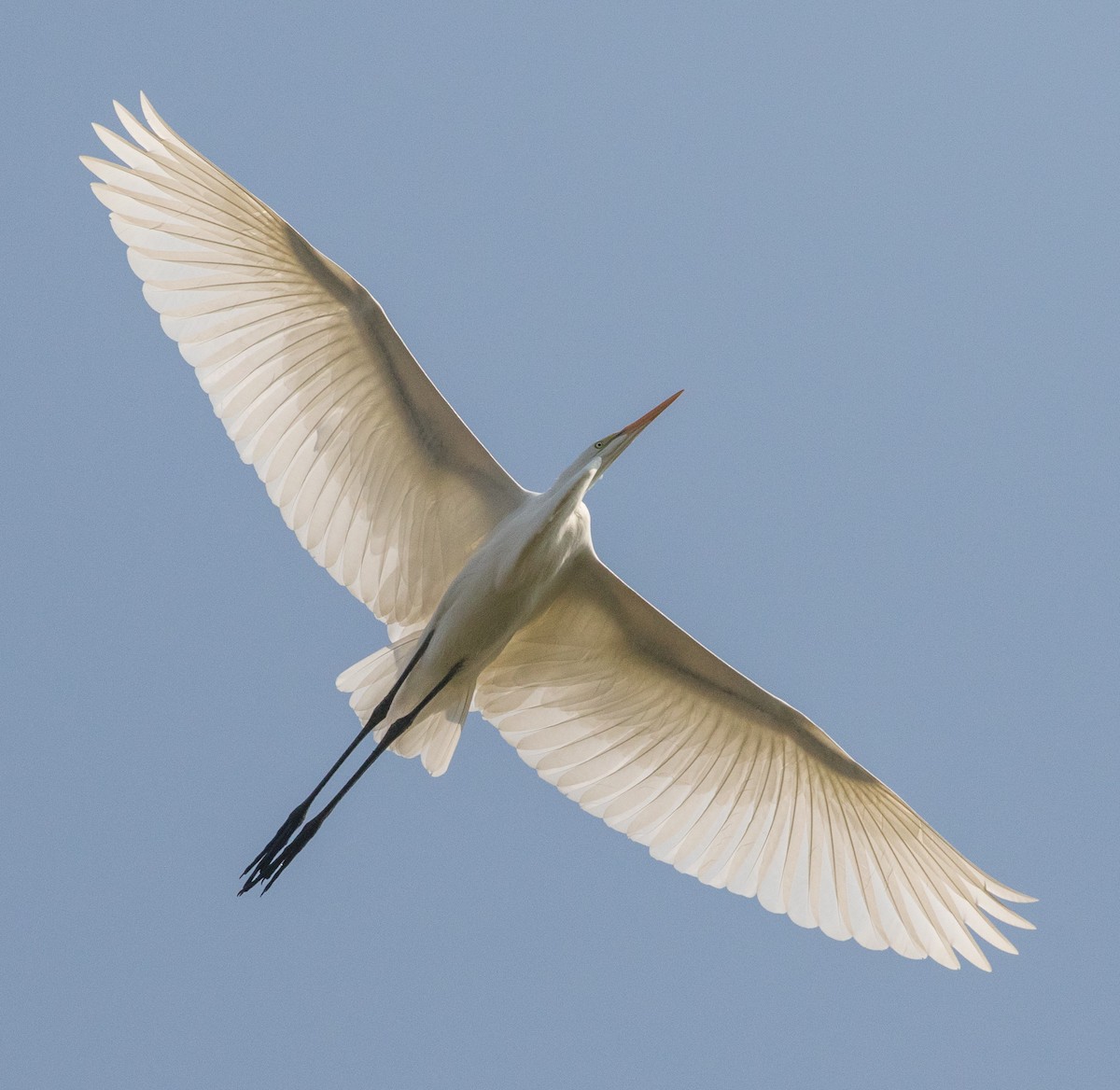 Great Egret - ML70464021