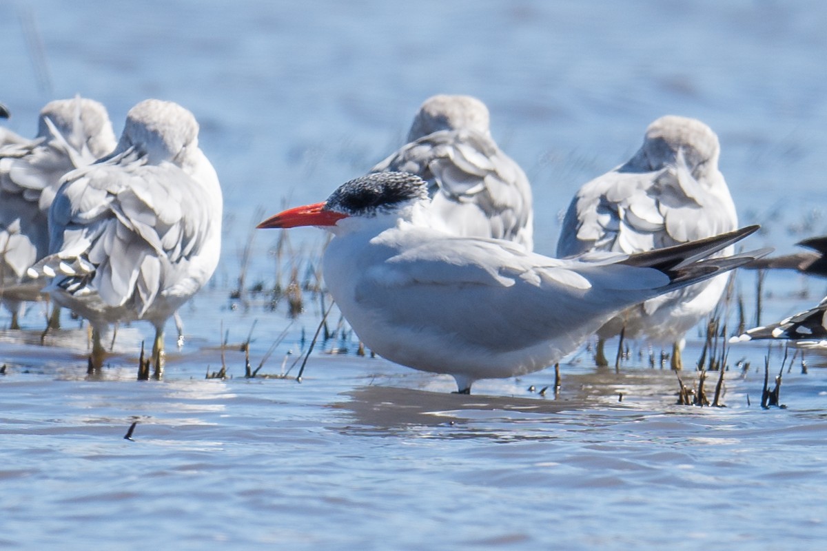 Caspian Tern - Jeff Bleam