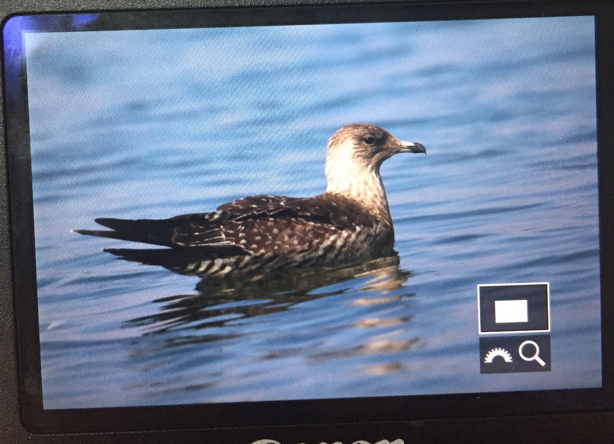 Long-tailed Jaeger - ML70465261