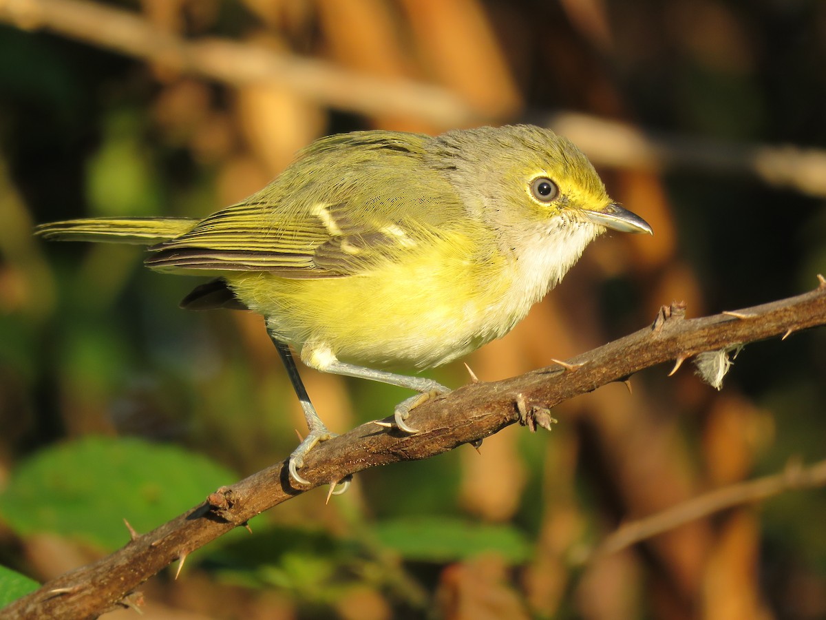 White-eyed Vireo - ML70466071