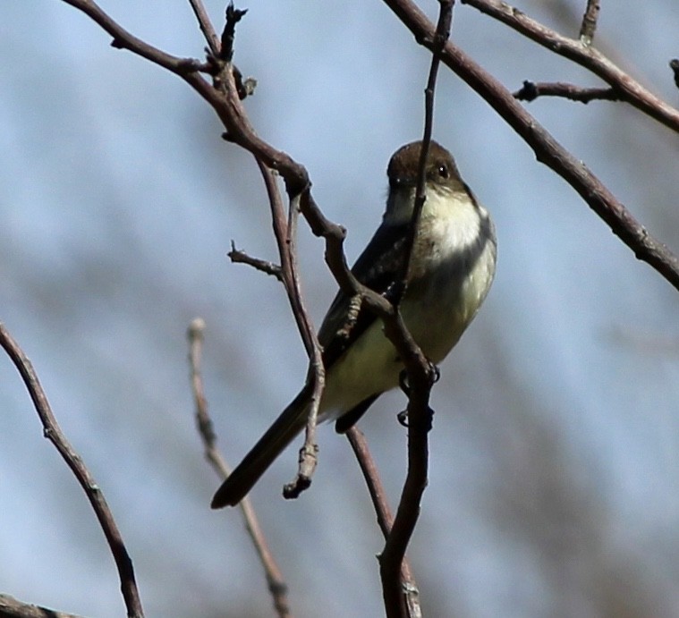 Eastern Phoebe - ML70466241